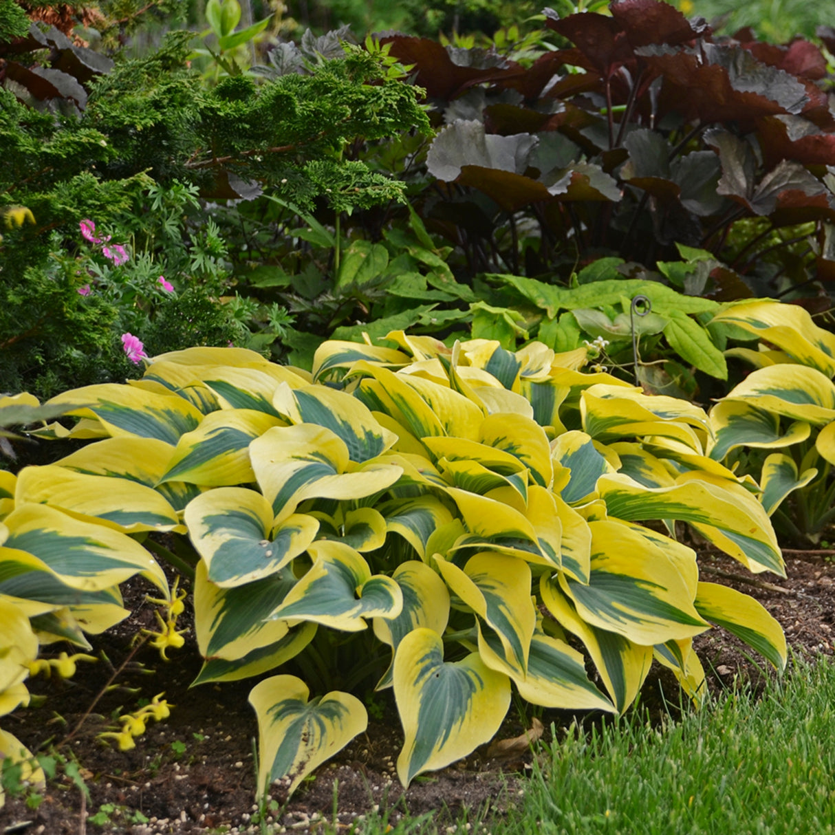 Autumn Frost Hosta PP23224