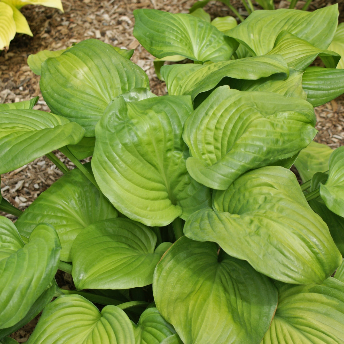 Avocado Hosta Shade Perennial Fragrant Hosta Plant NH Hostas
