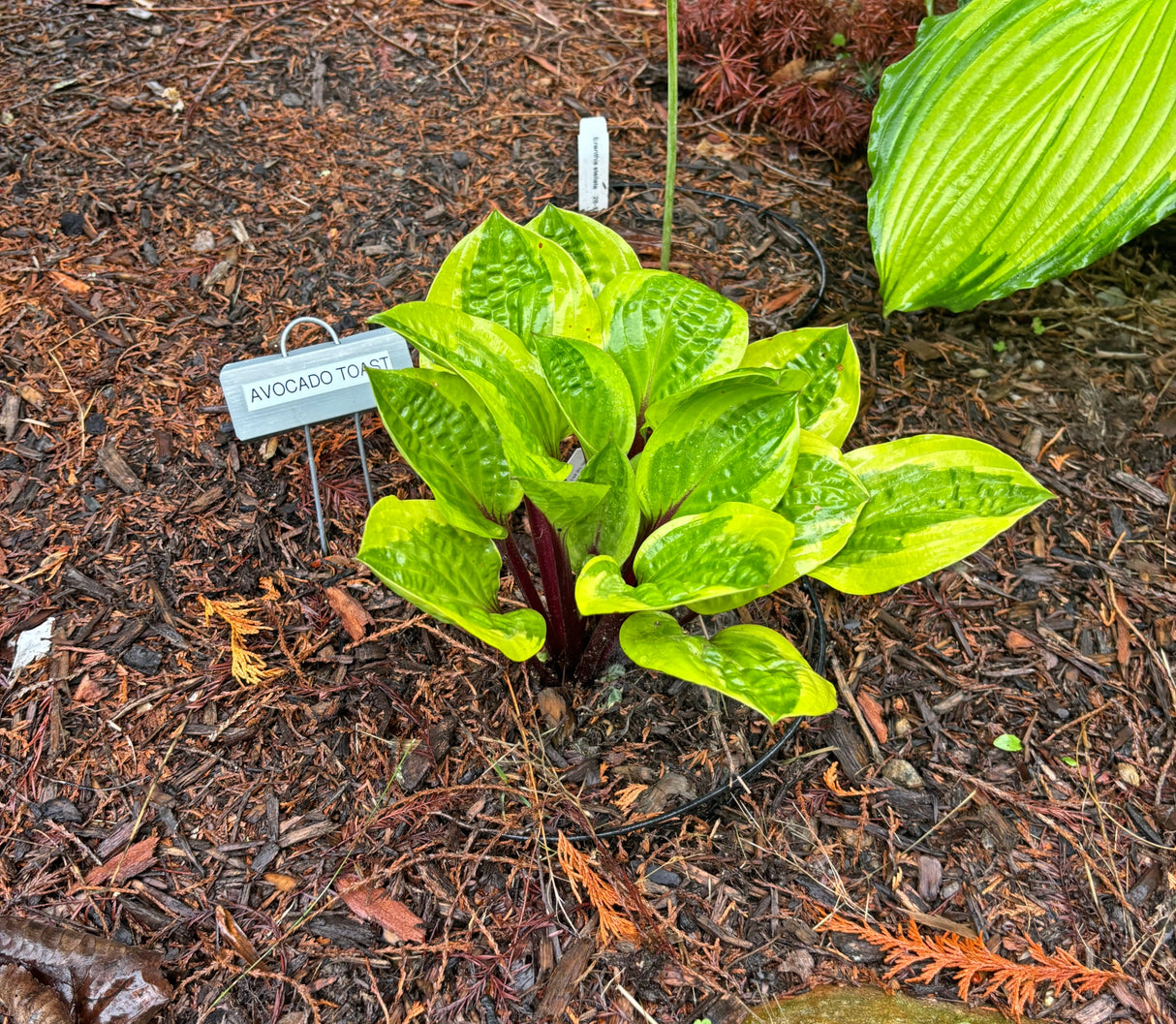 Avocado Toast Hosta