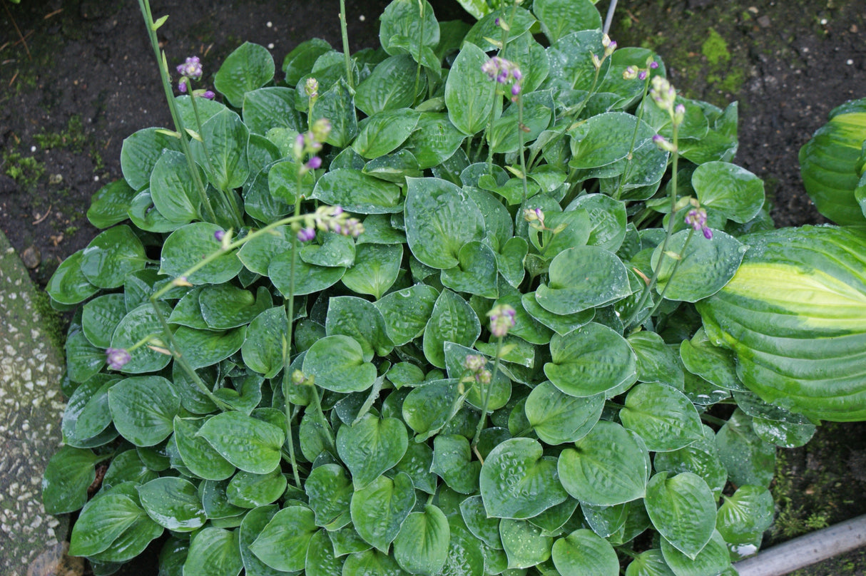 Baby Bunting Hosta