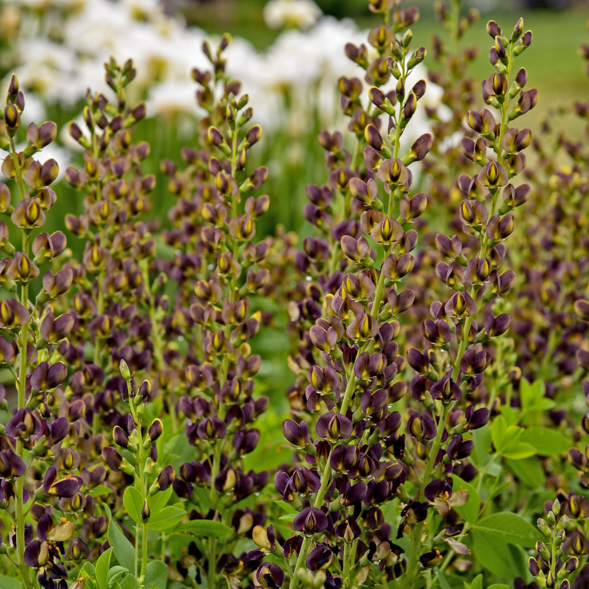 Baptisia 'Dark Chocolate' PP30959