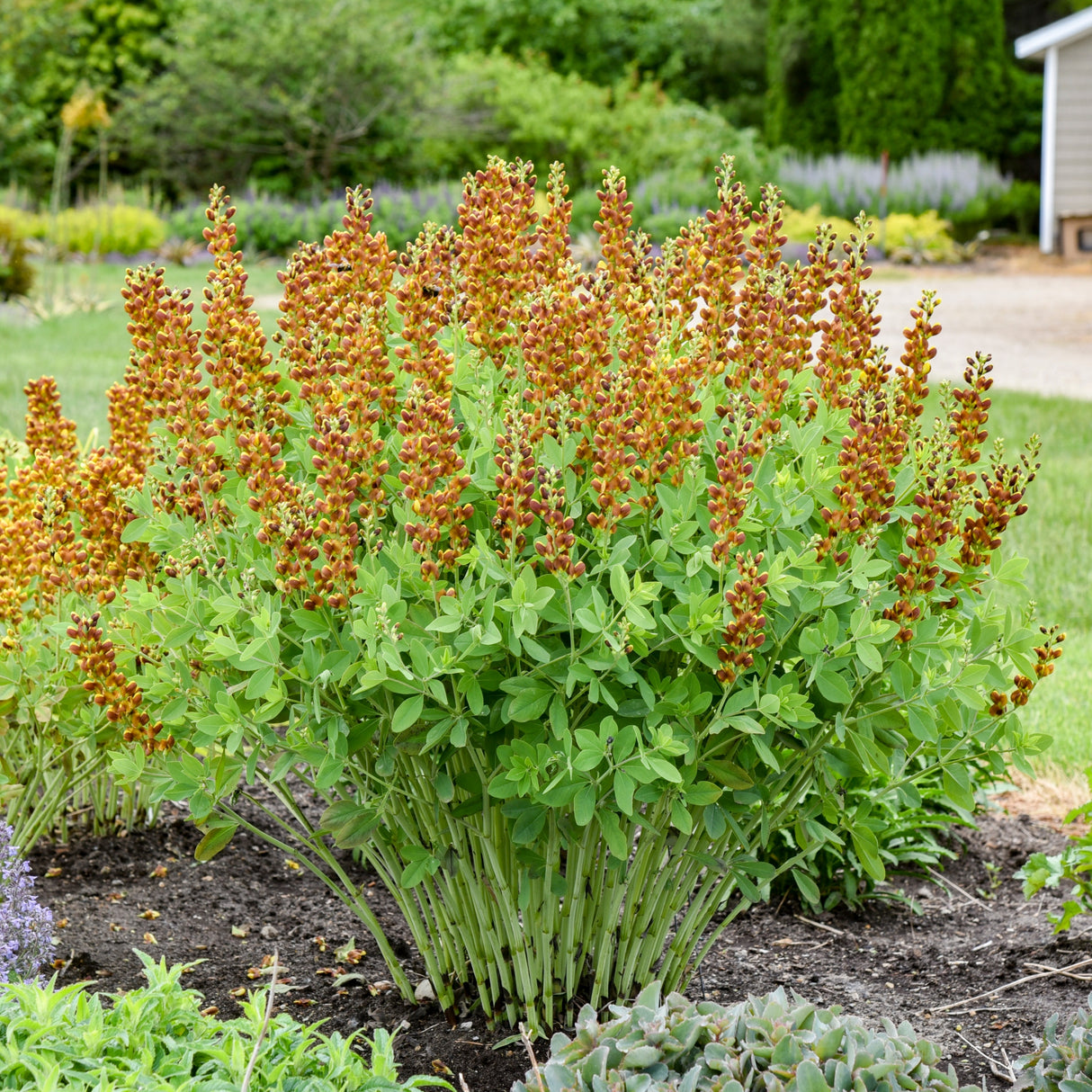 Baptisia 'Honey Roasted' PP34707