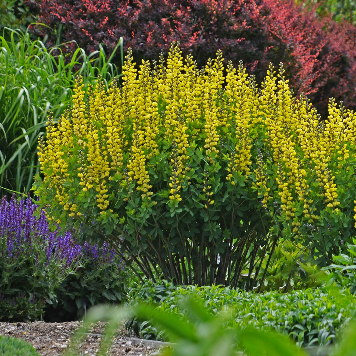 Baptisia 'Lemon Meringue' PP24280