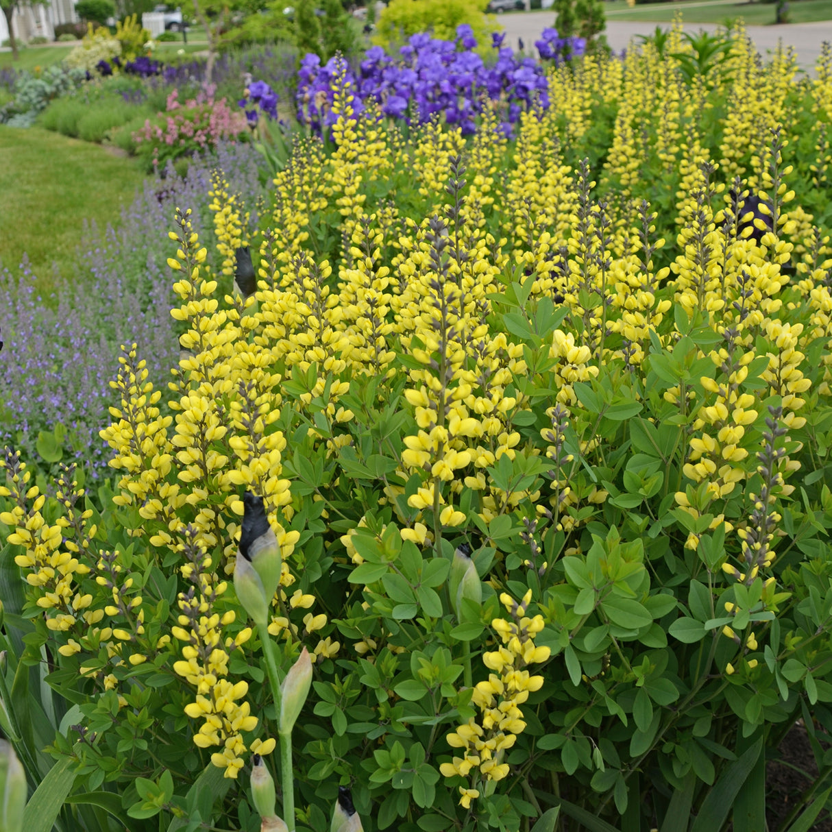 Baptisia 'Lemon Meringue' PP24280