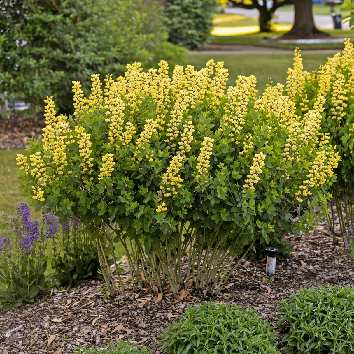 Baptisia 'Lemon Meringue' PP24280
