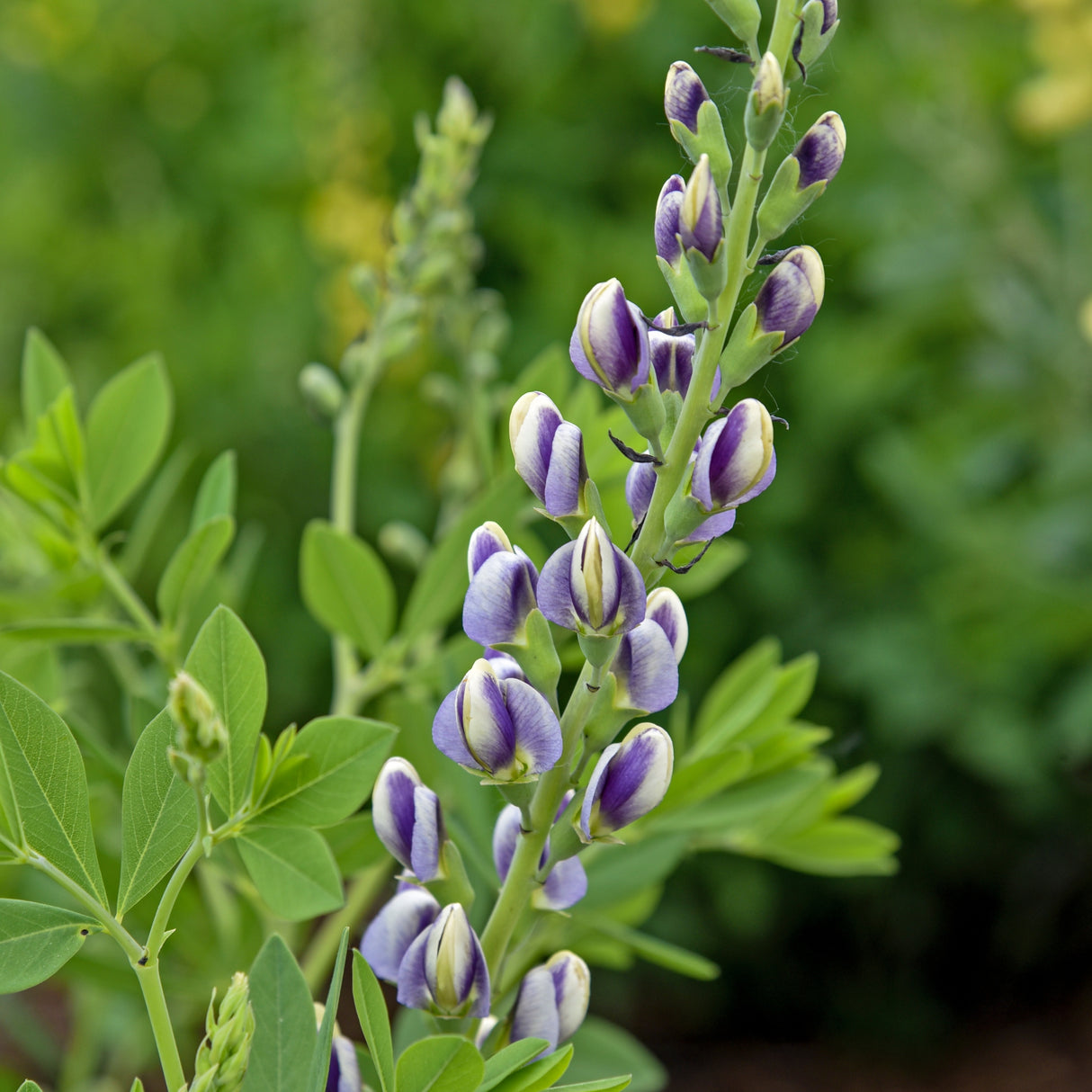 Baptisia 'Musical Duet'