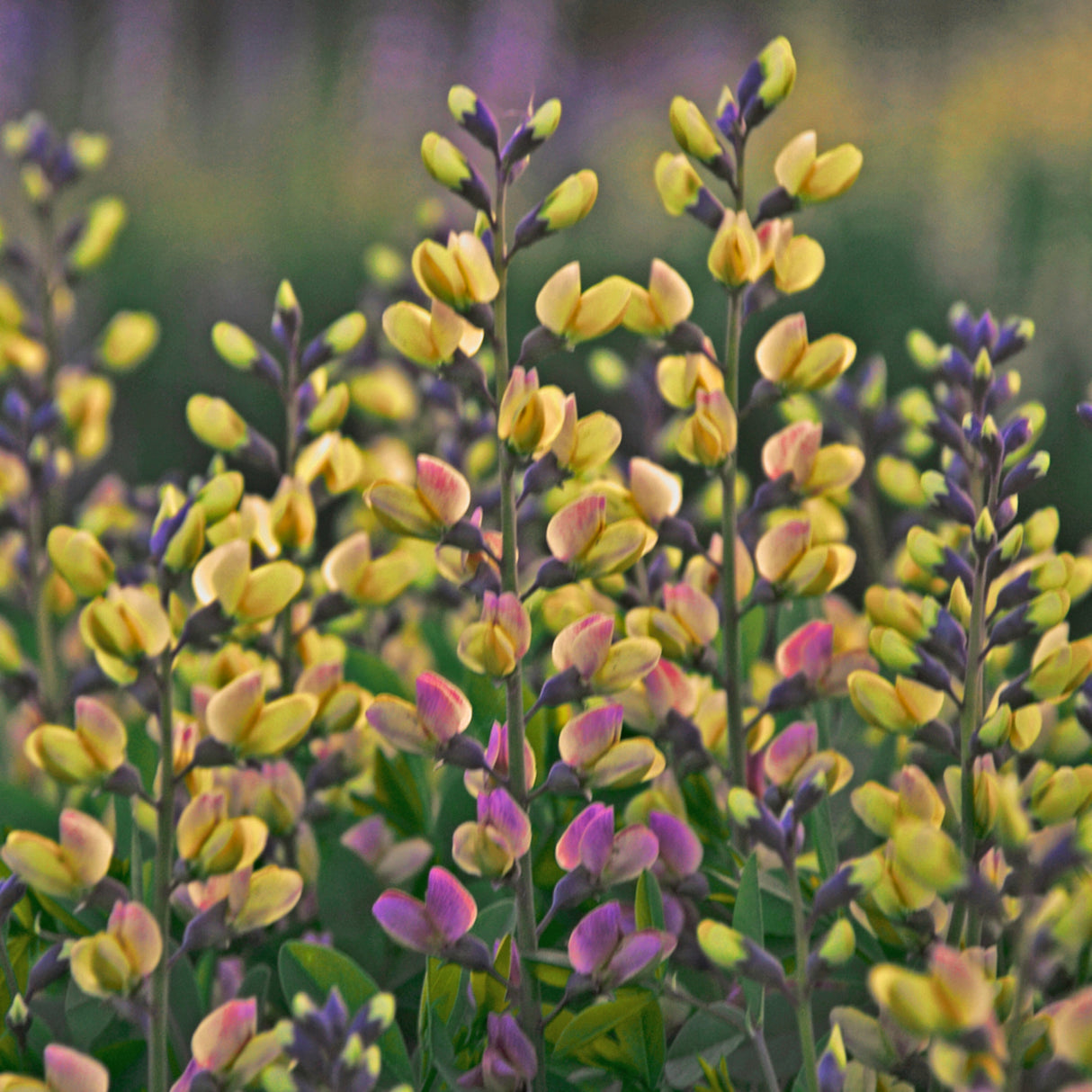 Baptisia 'Pink Lemonade' PP30669