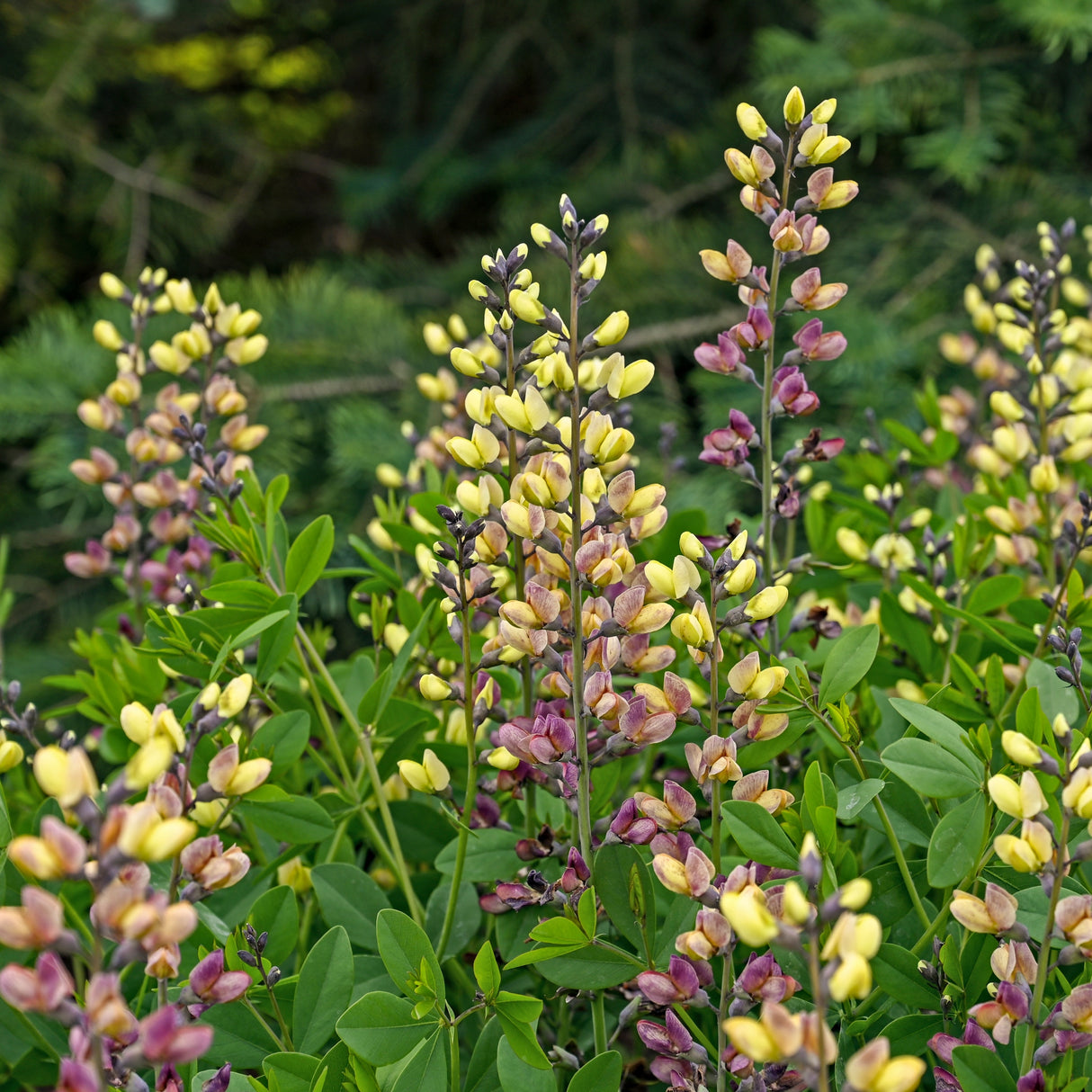 Baptisia 'Pink Lemonade' PP30669