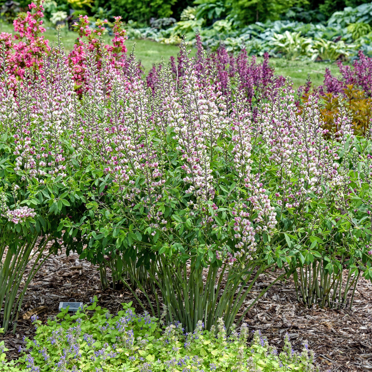 Baptisia 'Plum Rosy'
