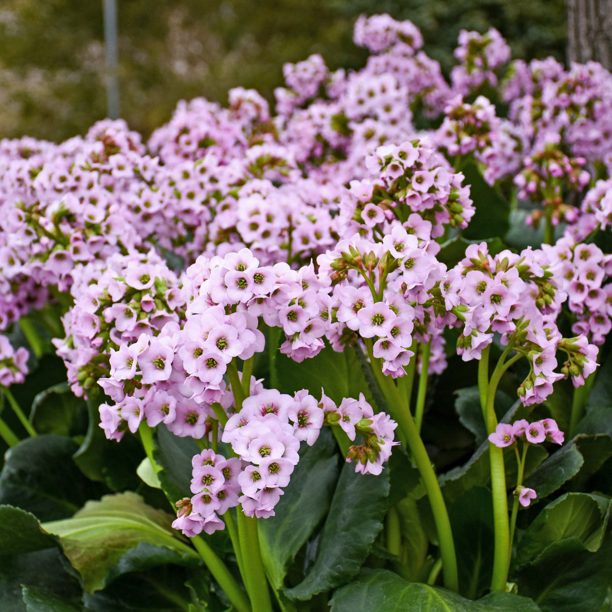 Bergenia 'Fairytale Romance' PPAF