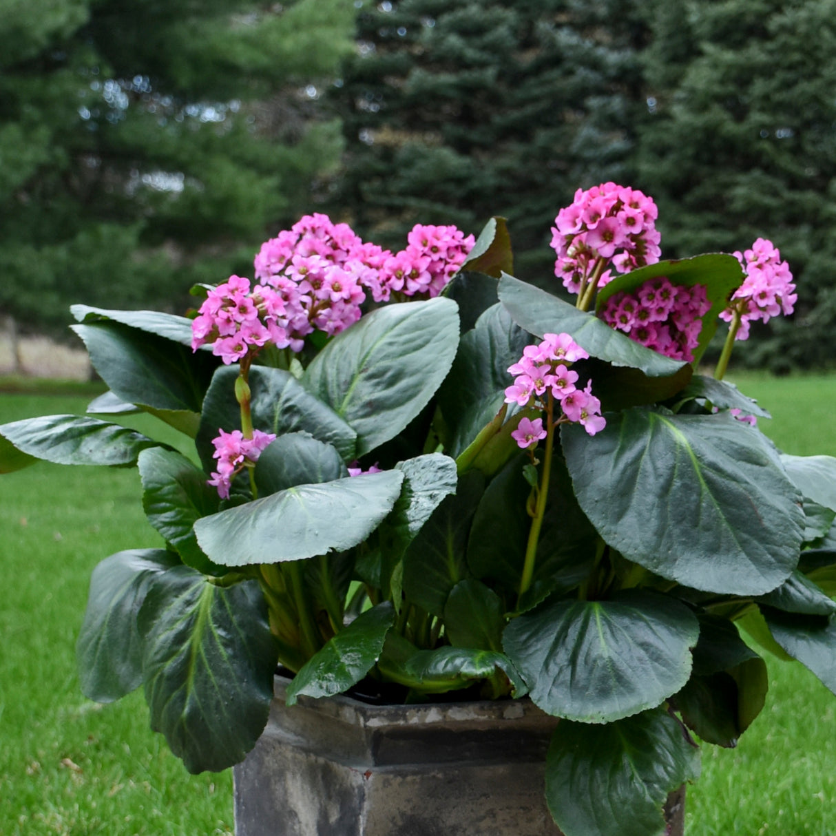 Bergenia 'Miss Piggy' PP32132
