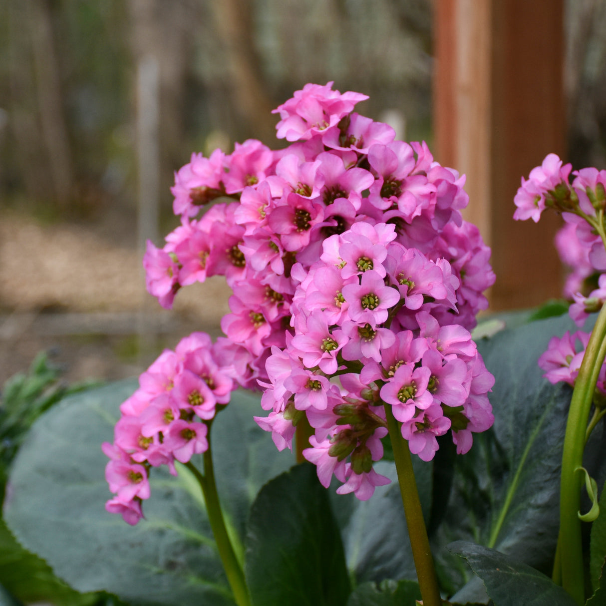 Bergenia 'Miss Piggy' PP32132