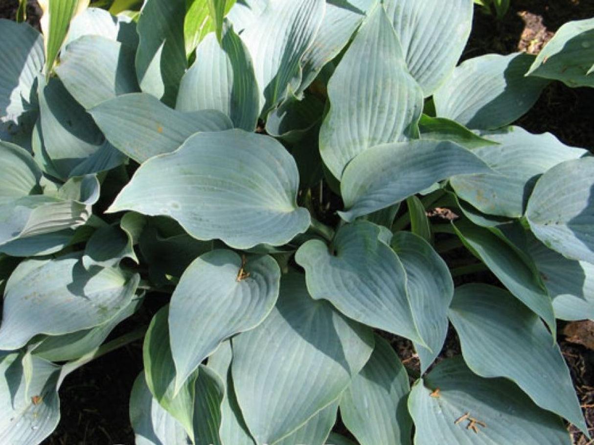 Best Friend Hosta
