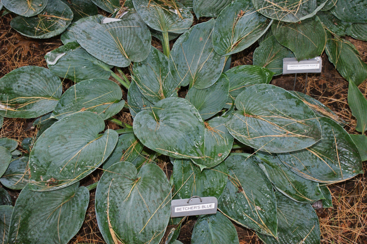 Betcher's Blue Hosta
