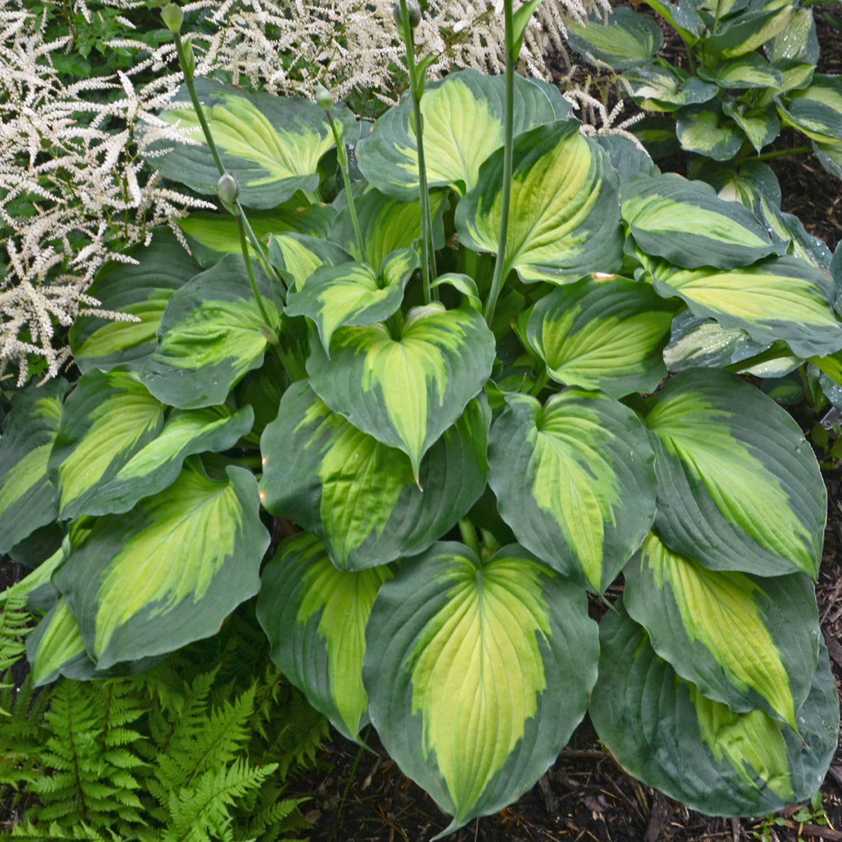Beyond Glory PP28784 Hosta
