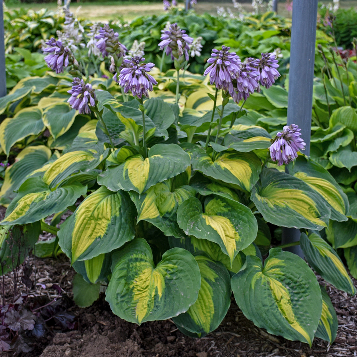 Beyond Glory PP28784 Hosta