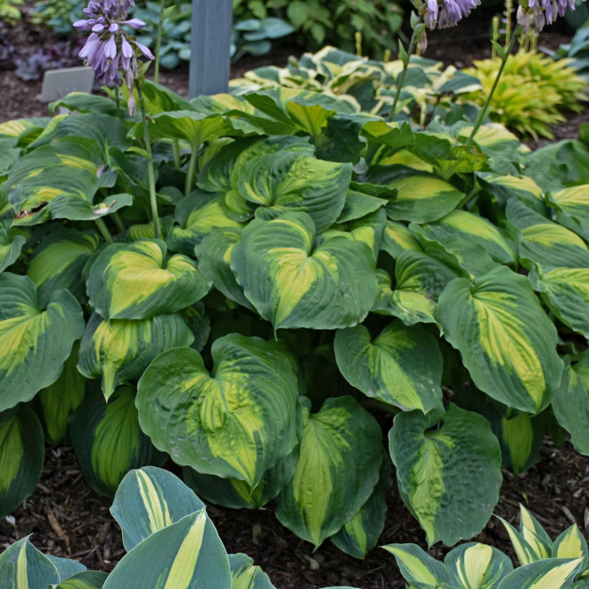 Beyond Glory PP28784 Hosta