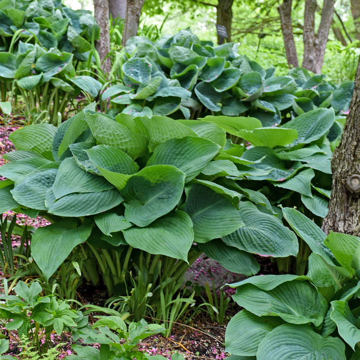 Big Daddy Hosta