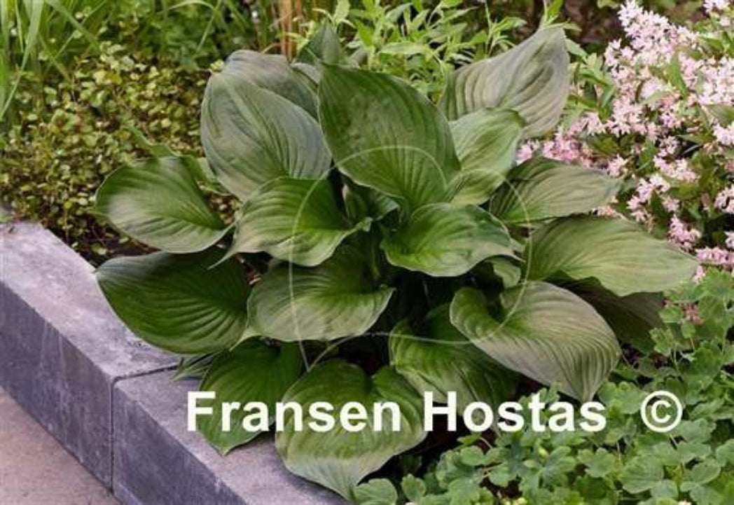 Black Onyx Hosta