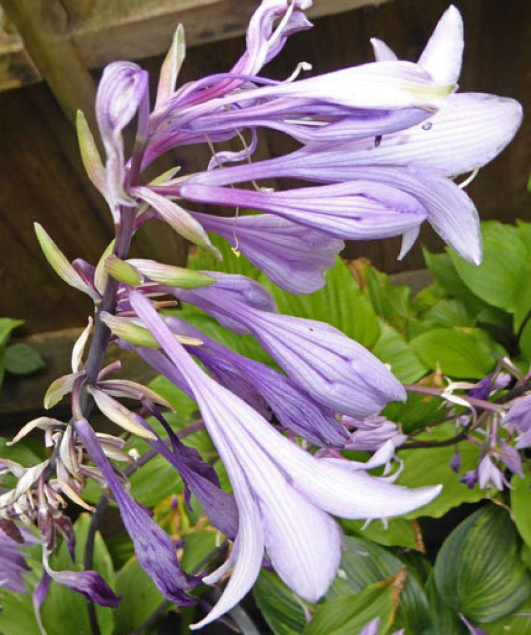 Bloodline Hosta Courtesy of The Hosta Library