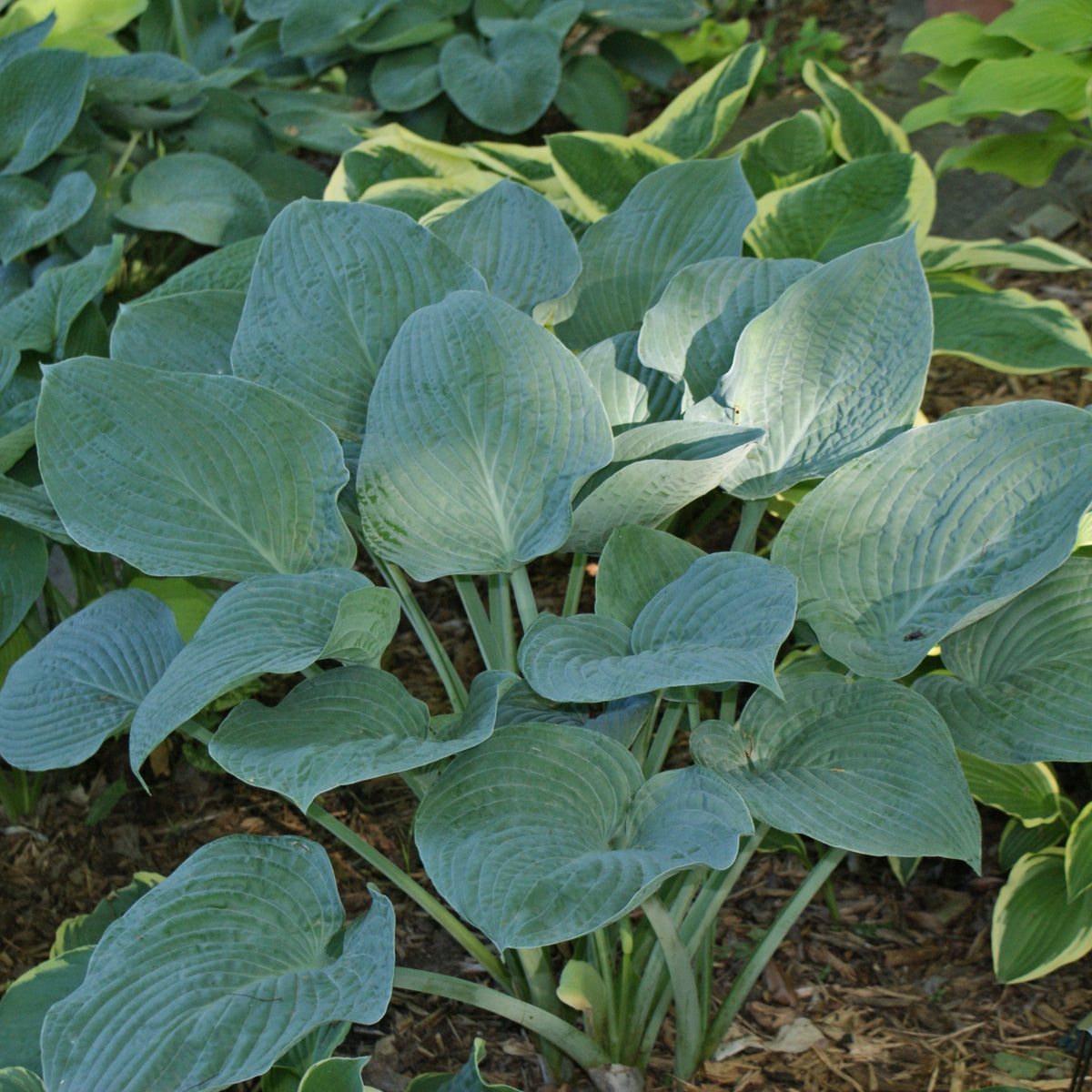 Blue Hawaii Hosta Shade Perennial Giant Blue Hosta Plant Nh Hostas