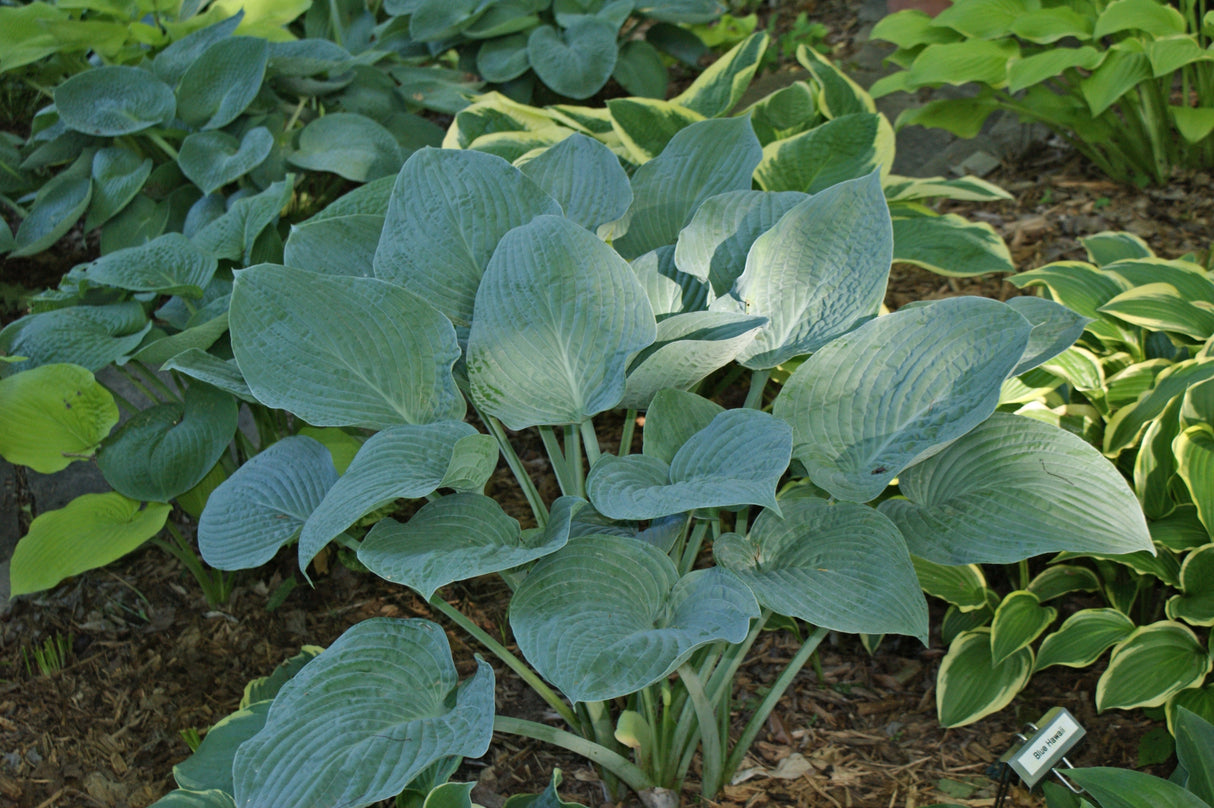 Blue Hawaii Hosta