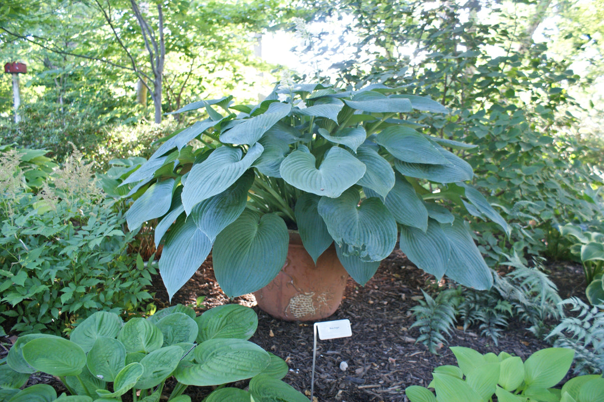 Blue Angel Hosta