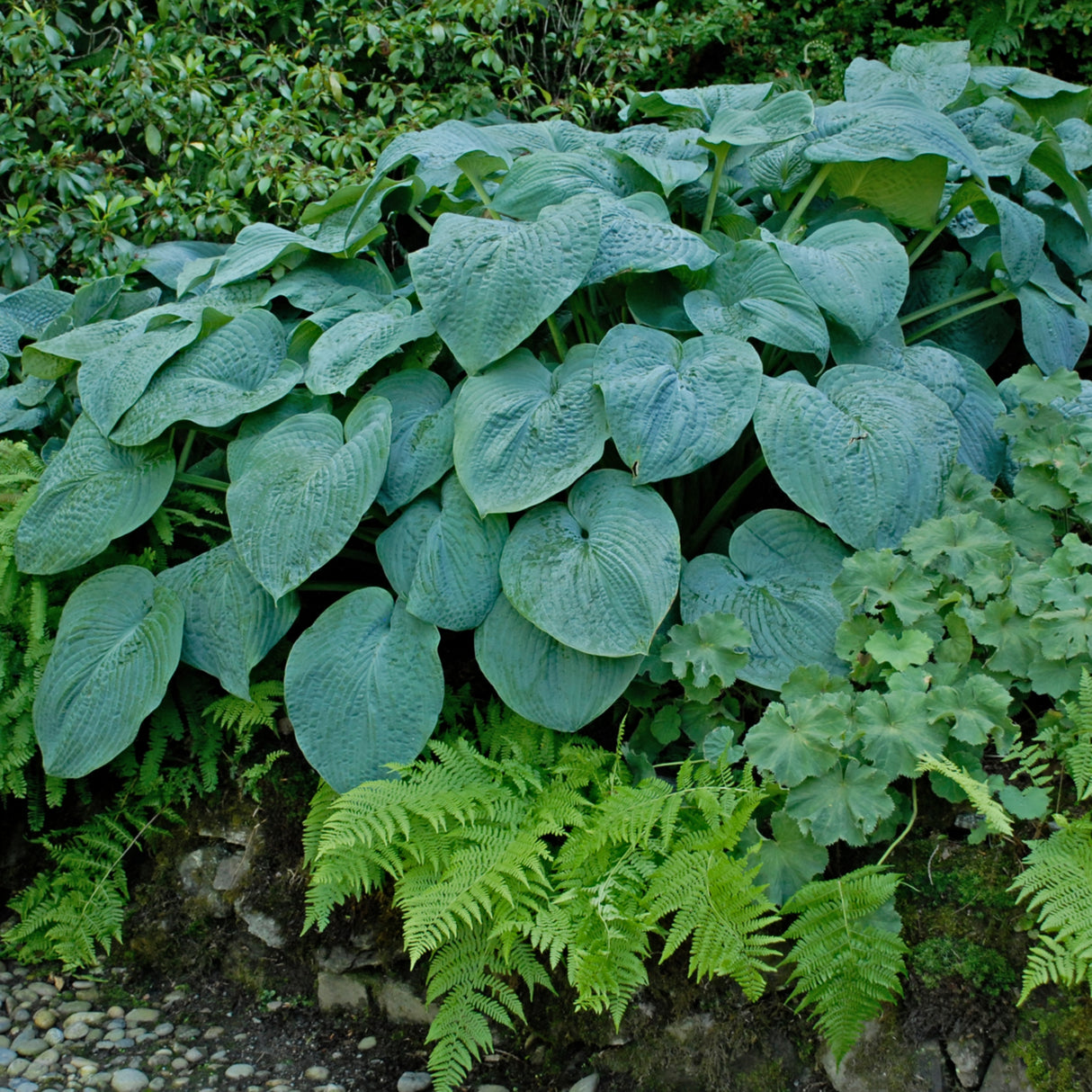 Blue Angel Hosta