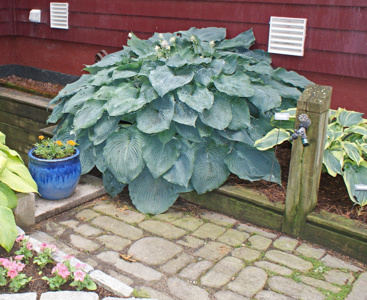 Blue Angel Hosta