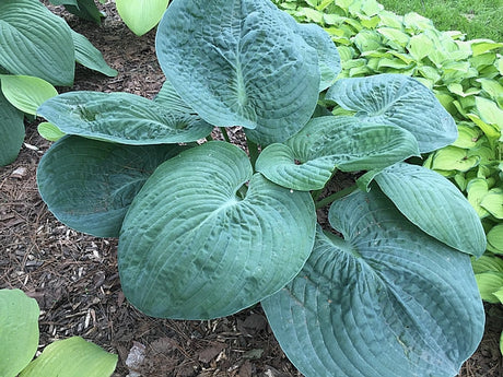 Bluebigwa Hosta