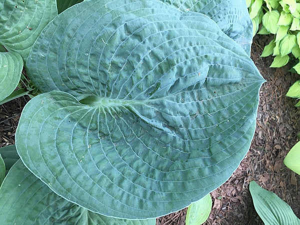 Bluebigwa Hosta