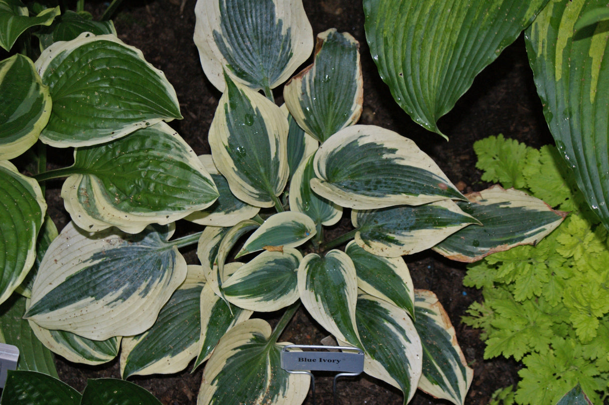 Blue Ivory Hosta