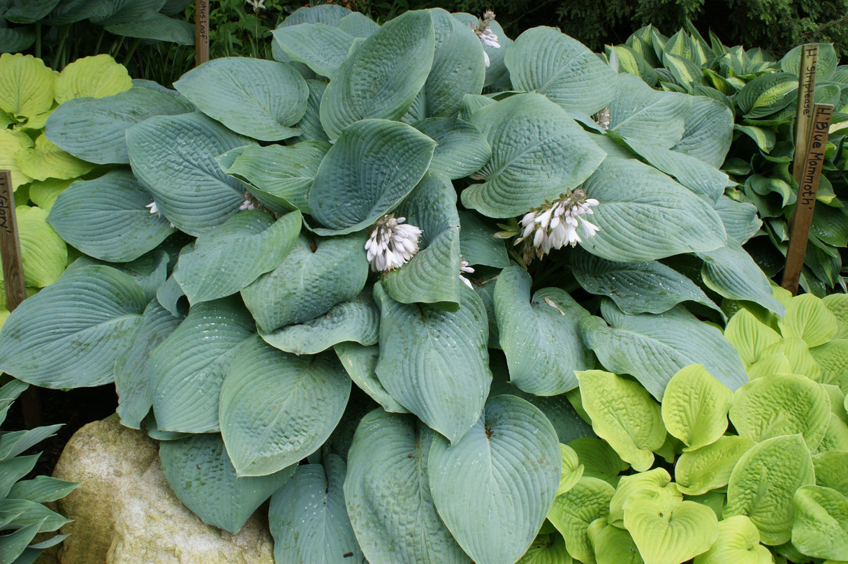 Blue Mammoth Hosta