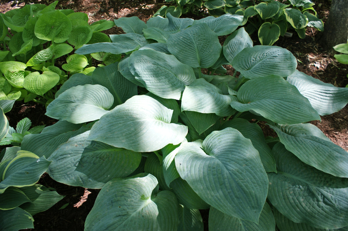 Blue Mammoth Hosta
