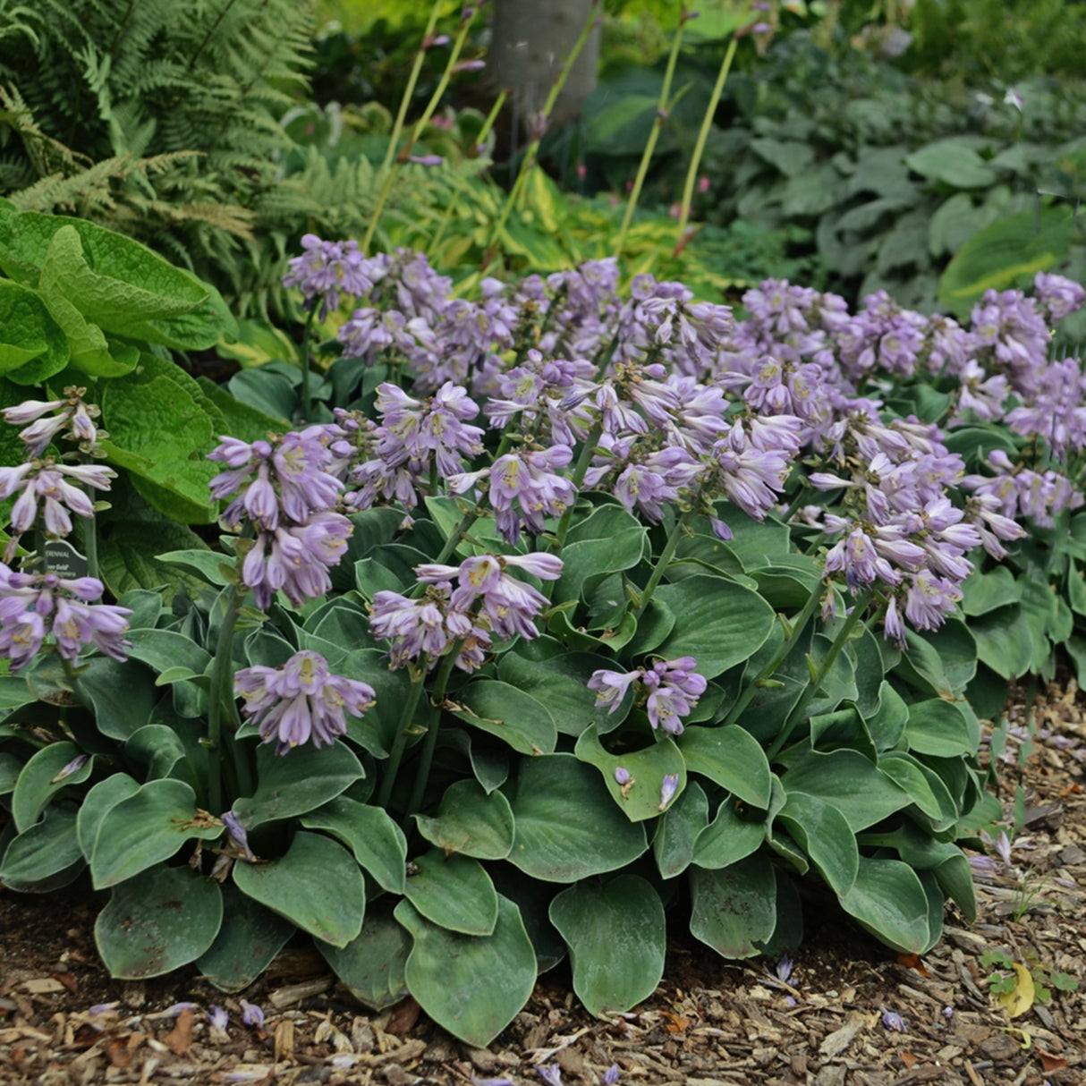 Blue Mouse Ears Hosta