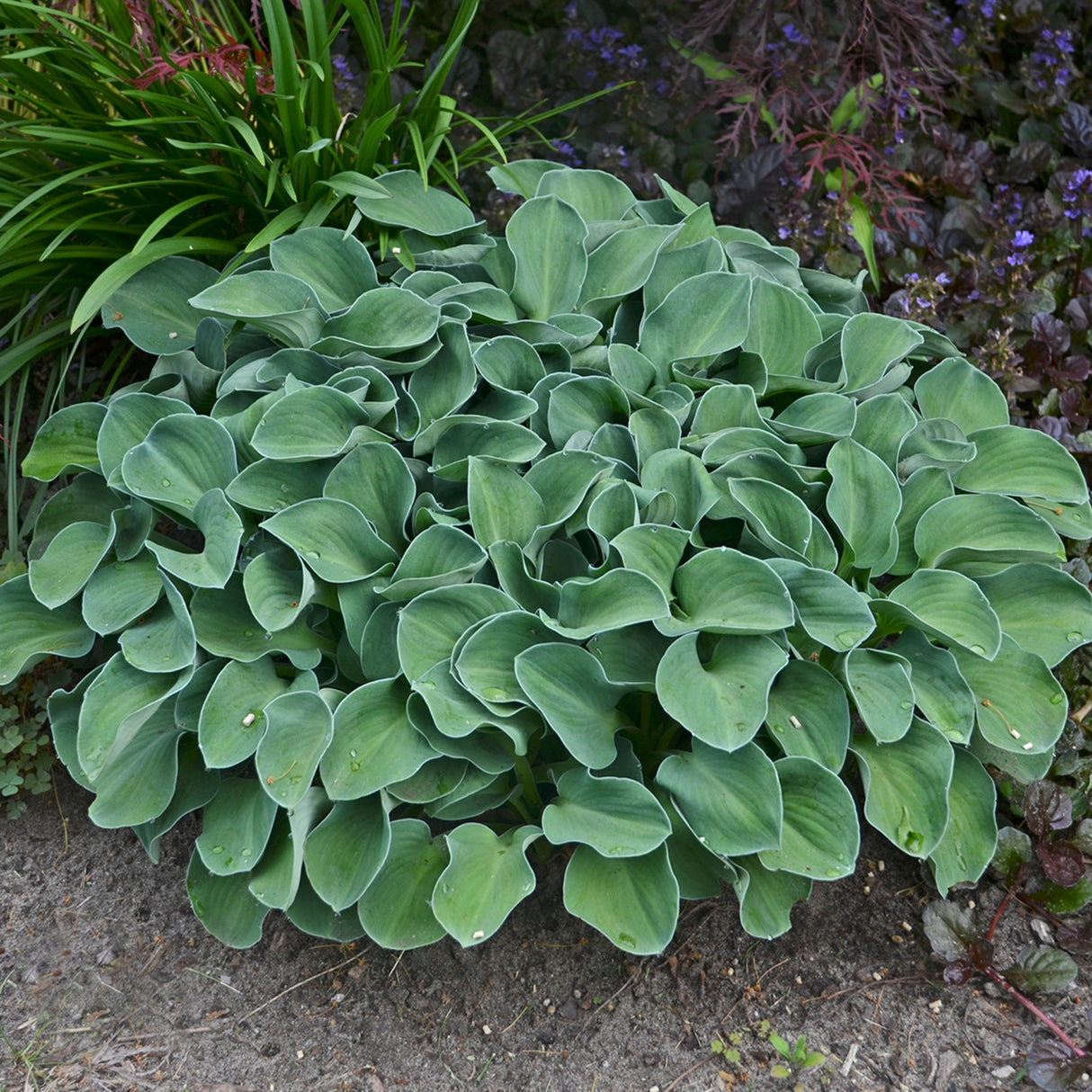 Blue Mouse Ears Hosta