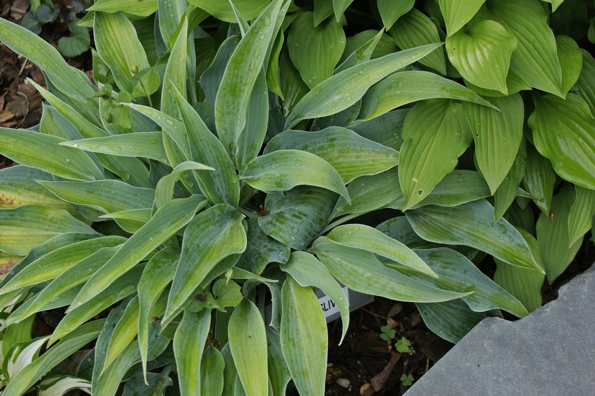 Blue Sliver Hosta