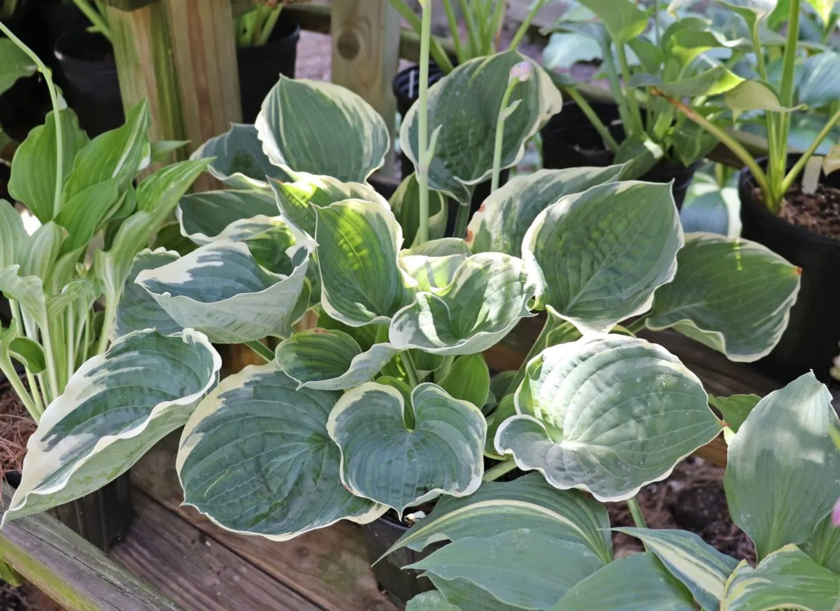 Blueberry Parfait Hosta