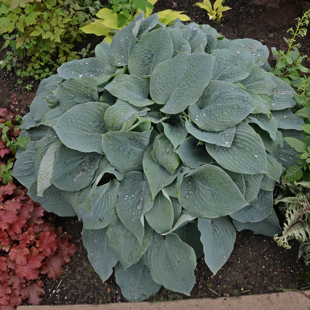Blueberry Muffin Hosta