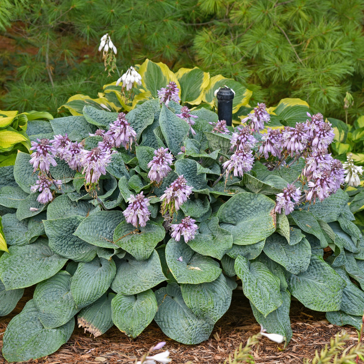 Blueberry Muffin Hosta