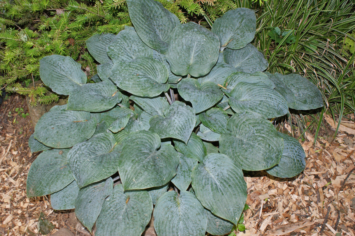 Blueberry Muffin Hosta