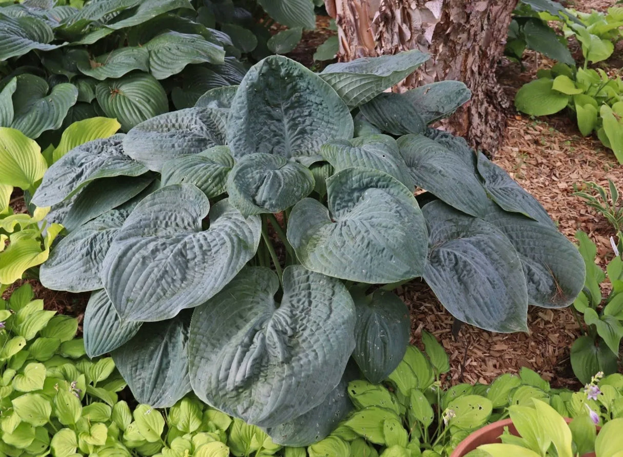 Bluebigwa Hosta