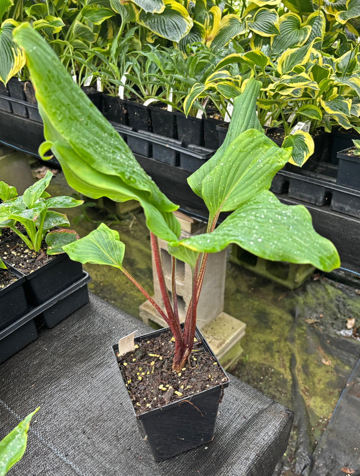 Born to be Alive Hosta