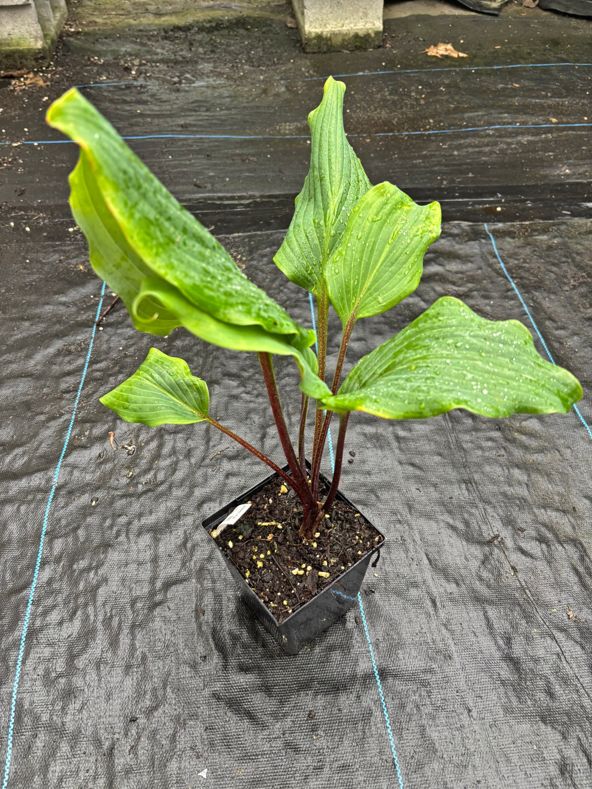 Born to be Alive Hosta