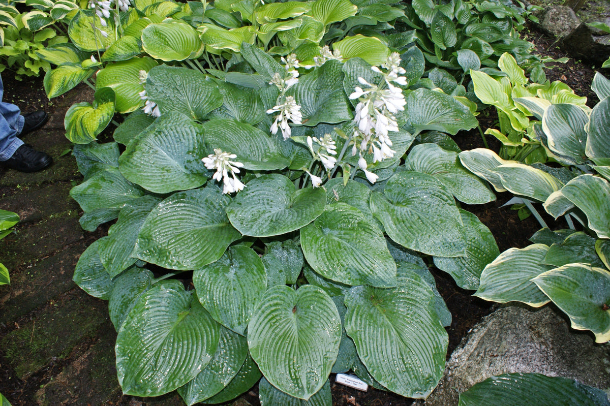 Bressingham Blue Hosta