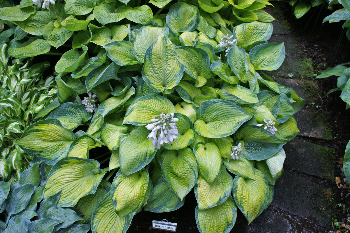Bright Lights Hosta