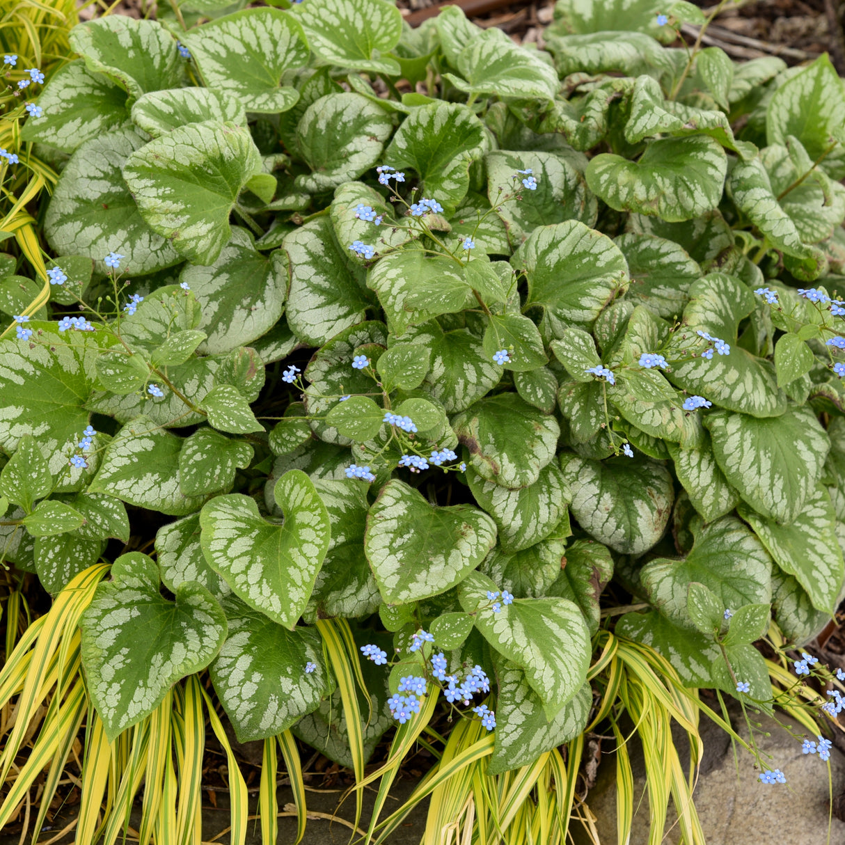 Brunnera 'Emerald Mist' PP20460