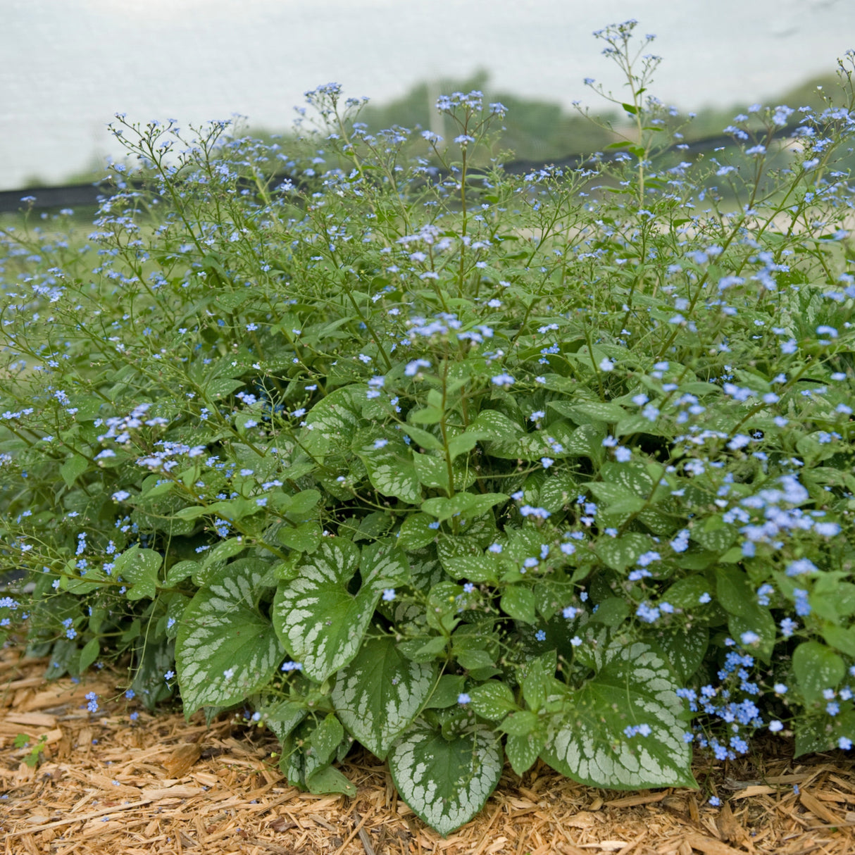 Brunnera 'Emerald Mist' PP20460