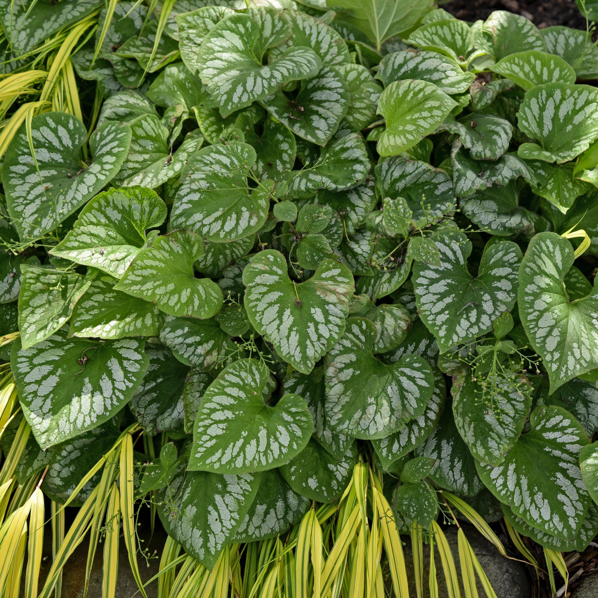 Brunnera 'Emerald Mist' PP20460