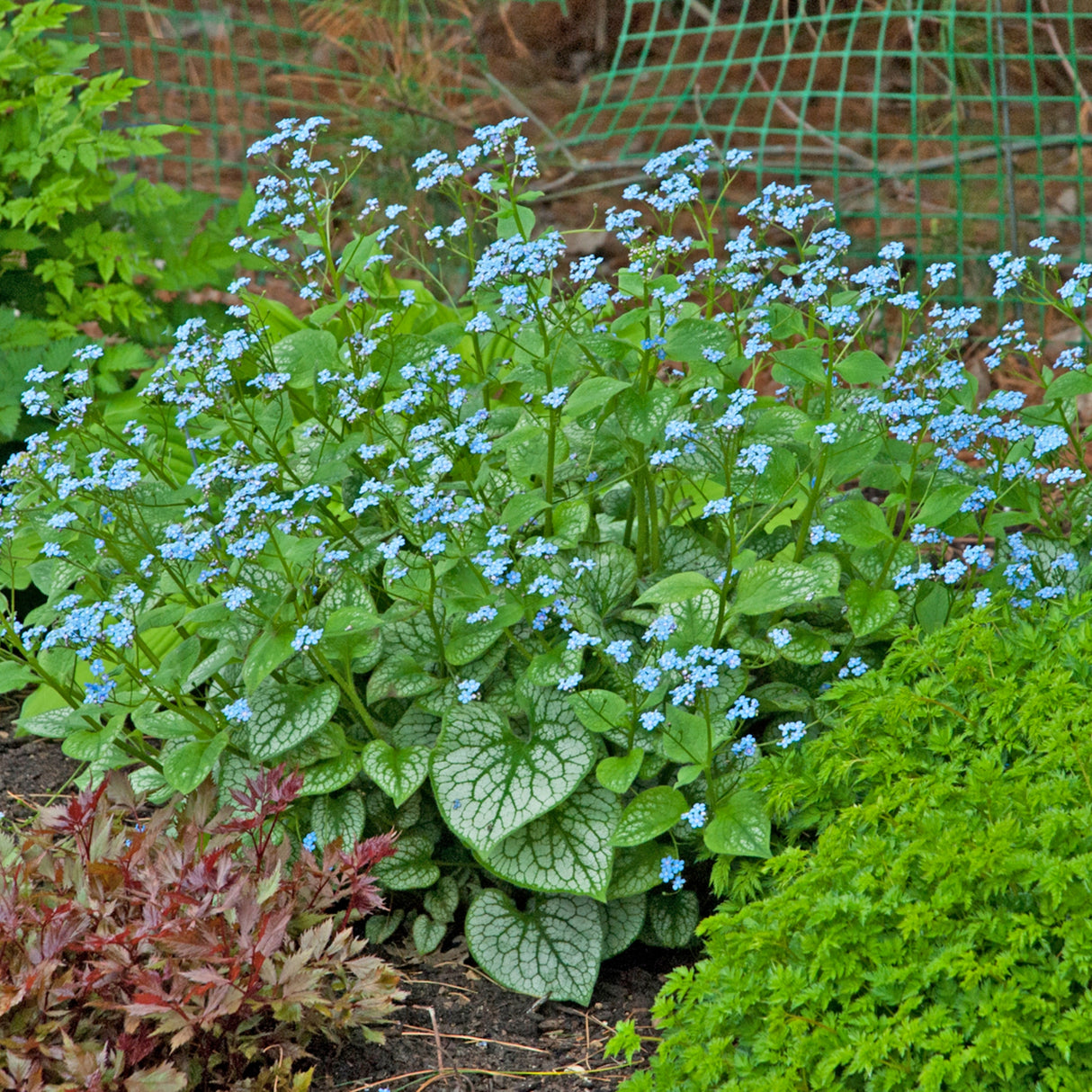 Brunnera 'Jack Frost' PP13859
